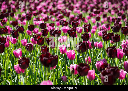 dark purple tulips wallpaper