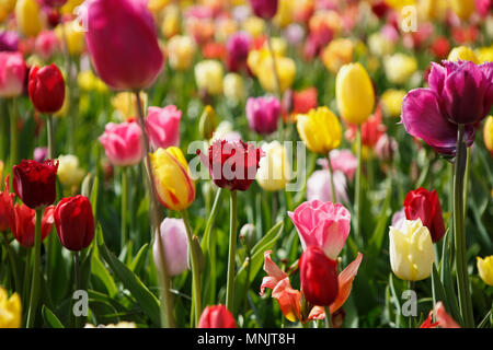 18,533 Close Tulipa Royalty-Free Photos and Stock Images | Shutterstock