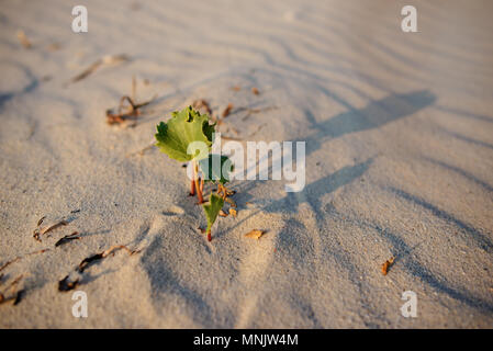 Green shoot in the desert - conceptual photo for growth in adverse conditions. Stock Photo