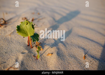 Green shoot in the desert - conceptual photo for growth in adverse conditions. Stock Photo