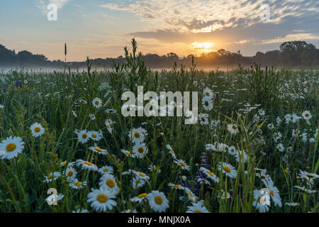 Marguerites on a meadow in spring at sunrise. At Bayreuth, Germany, Wilhelminenaue. Stock Photo