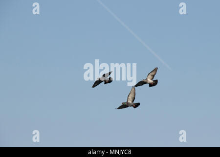 Three pigeon in flight scene Stock Photo