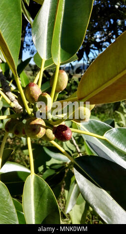 Strangling fig fruit close up Stock Photo