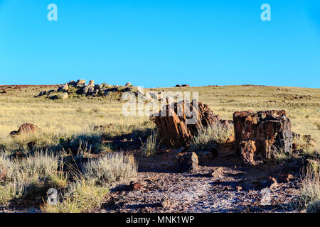 Section of Fossilized tree in grassy field in Arizona's Petrified Forest National Park. Additional petrified wood and stones are scattered randomly. Stock Photo