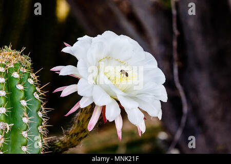 Bee on gathering pollen on a Gigantic white blossom of Argentine Giant cactus (echinopsis candicans), native to South America. Stock Photo