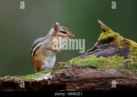 Eastern Chipmunk (Tamias striatus) standing on a mossy log with its cheep pouches full of food - Lambton Shores, Ontario, Canada Stock Photo