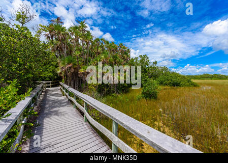 Mahogany Hammock Trail of the Everglades National Park. Boardwalks in the swamp. Florida, USA. Stock Photo