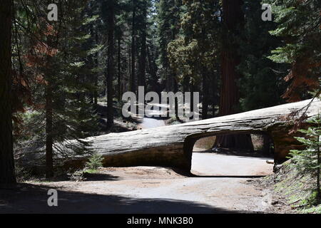 Tunnel Log in Sequoia National Park, California Stock Photo