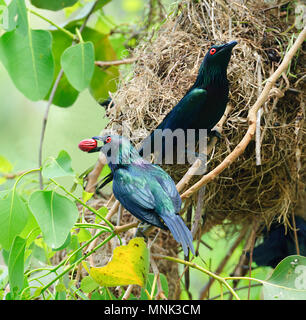 A pair of Metallic Starlings or Shining Starlings (Aplonis metallica), feeding on the fruit of Ptychosperma elegans in front of their nest. Cairns, Fa Stock Photo