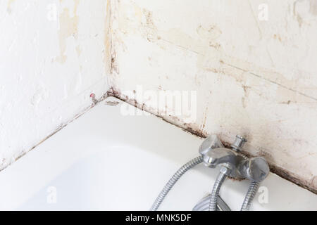 Disgusting home shower bathroom tile sealant with mould and mildew. Bathroom works Stock Photo