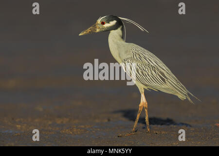 White.crowned Night Heron Stock Photo