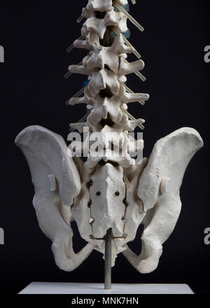 the hague, Netherlands-april 10, 2016: Human pelvis and spine front view close up Stock Photo