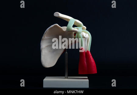 the hague, Netherlands-april 10, 2016: human shoulder with muscle and clavicle Stock Photo