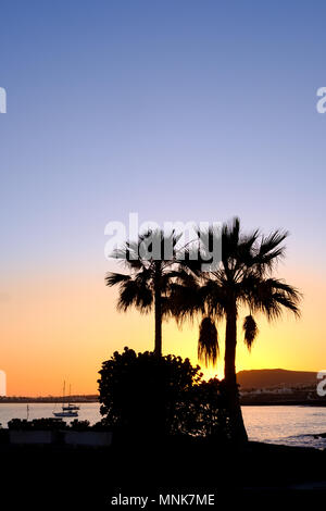 Two palm trees are silhouetted against the skyline as the sun sets over Playa Blanca in the south of Lanzarote. One of the Spanish canary Islands Stock Photo