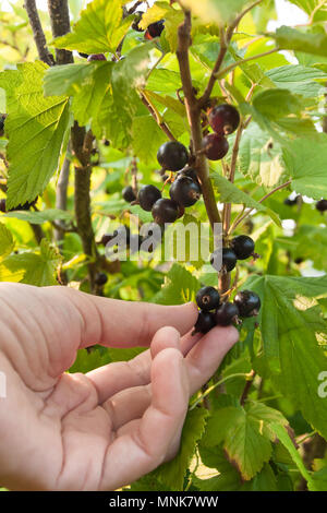 hand picking berries of black currant in the garden Stock Photo
