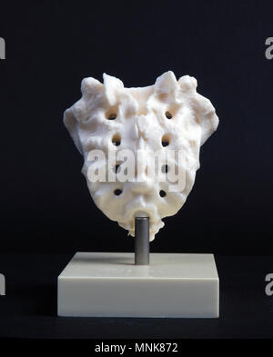 the hague, Netherlands-april 10, 2016: Plastic model of a human sacrum Stock Photo
