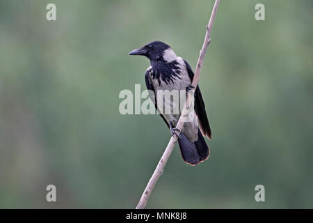 Hooded Crow (Corvus cornix) Stock Photo
