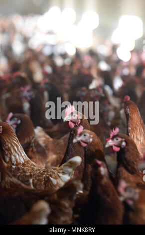 Free-range laying hen farming, Laurence Sellos' farm in Alvimare Stock Photo