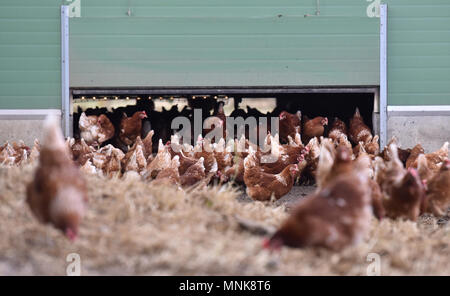 Free-range laying hen farming, Laurence Sellos' farm in Alvimare Stock Photo