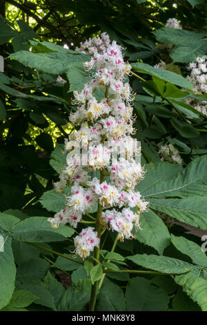 Tall flowers on an Indian Horse Chestnut tree, The blooms are sometimes known as candles. Stock Photo