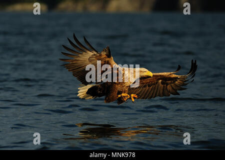 White tailed eagle fly for catch, bird of prey, (haliaeetus albicilla), norway Stock Photo