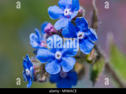 Small blue flowers from Green Alkanet plant (Pentaglottis sempervirens, AKA Evergreen bugloss). Bristly perennial in late Spring in West Sussex, UK. Stock Photo