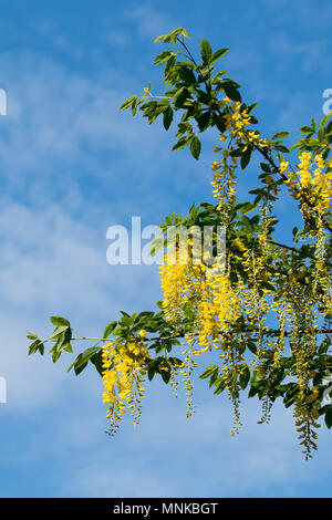 Laburnum tree in flower with pendulous yellow racernes, against blue sky. Stock Photo