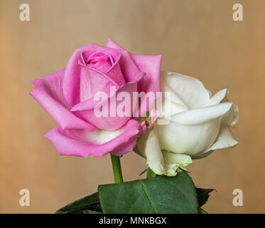 Pink and white rosebuds in natural light, with petals just beginning to turn brown at edges. Stock Photo