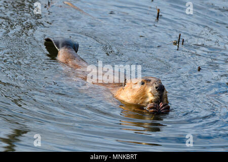 Close-up of beaver tail. (Castor canadensis). Northern Ontario Stock ...