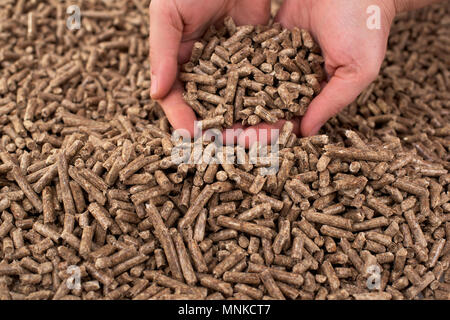 Fir wooden biomass in female hands Stock Photo