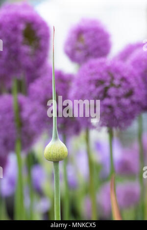Allium ampeloprasum. Elephant garlic flower buds at a flower show. UK Stock Photo
