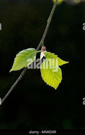 Betula utilis jacquemontii. Spring leaves lit up by sunlight on a West Himalayan birch tree against a dark background Stock Photo