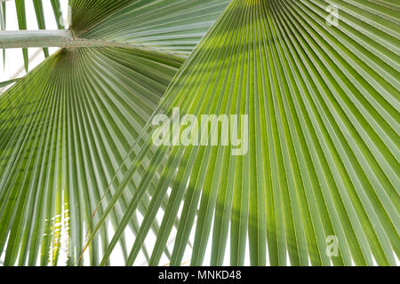 Bismarckia nobilis. Bismarck palm leaves inside the glasshouse RHS Wisley gardens, Surrey, UK Stock Photo