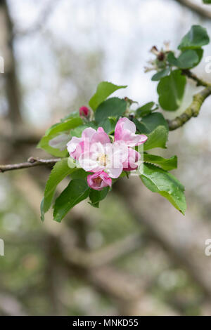 Malus domestica ‘Bramley's seedling’ . Cooking Apple tree blossom in spring. UK Stock Photo
