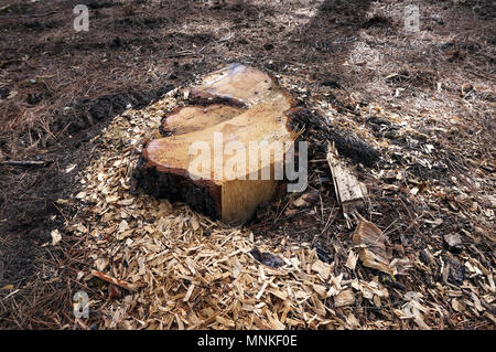 Recently Cut Tree Stump in Forest Stock Photo