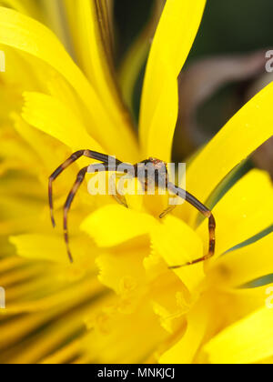 Tiny male goldenrod crab spider Misumena vatia on a dandelion Stock Photo