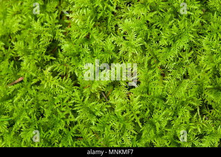 Common Tamarisk-moss (Thuidium tamariscinum) in woodland on the Mendip Hills, Somerset, England. Stock Photo