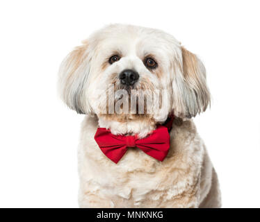 Lhasa apso in bow tie against white background Stock Photo