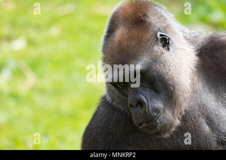 Romina, a Western Lowland Gorilla at Bristol Zoo, UK. Stock Photo