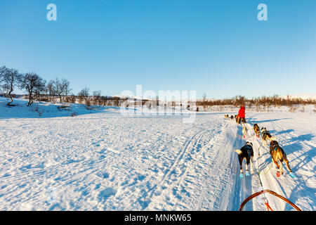 Sledding with husky dogs in Northern Norway Stock Photo