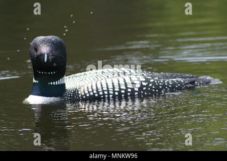 Loon swarmed by black flies in the Boundary Waters canoe Area Wilderness Stock Photo