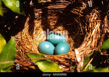 A Robin's (T. migratorius) nest with three eggs on Cape Cod, Massachusetts on Cape Cod