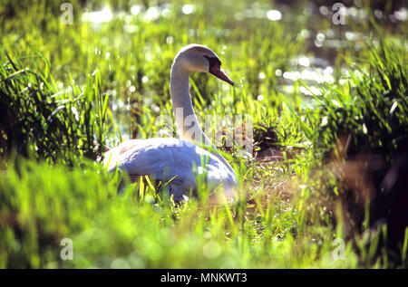 A female Mute Swan sitting on her nest in a marsh, CapeCod, USA Stock Photo