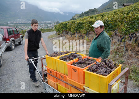Grape pickers and bins filled with red wine grapes in a vineyard during the harvest season near Chamoson, Rhone Valley, Canton of Valais, Switzerland. Stock Photo
