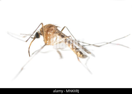 mosquito isolated on white background Stock Photo