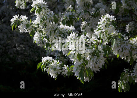 Bright snow white blossoms on a spring blooming ornamental crabapple tree with blue sky background Stock Photo