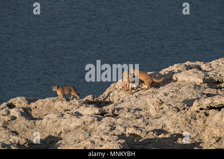 Wild puma in Patagonia Stock Photo