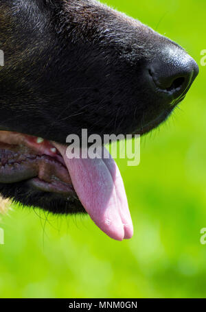 Close-up of tongue German Shepherd dog in front of green background Stock Photo