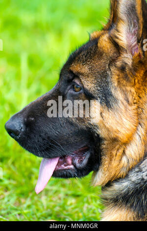German Shepherd, 1 year old, in front of green background Stock Photo