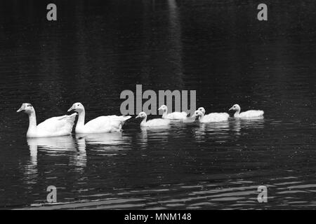 A pair of white Chinese geese or Swan geese (Anser cygnoides) with five goslings in a pond. Stock Photo